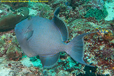 triggerfish