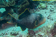 triggerfish