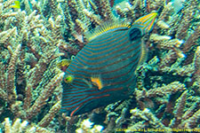 triggerfish