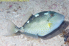 triggerfish