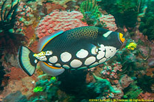 triggerfish