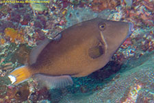 triggerfish