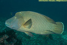 wrasse