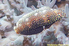 wrasse