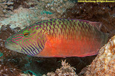 wrasse