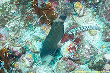 wrasse