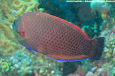 wrasse