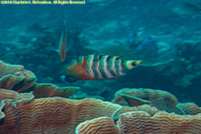 wrasse