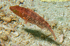 wrasse