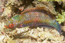 wrasse