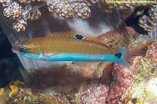 wrasse