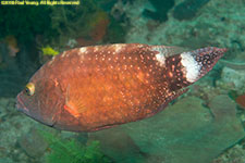 wrasse