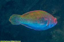 wrasse