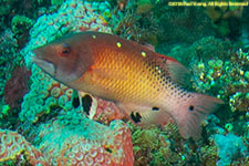 wrasse