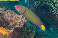 wrasse