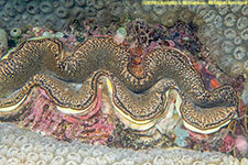 giant clam