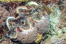 giant clam