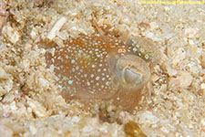 bobtail squid