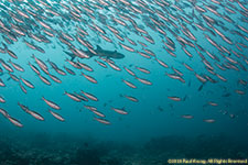 school of fish