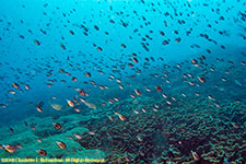 school of fish