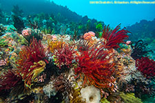 crinoids