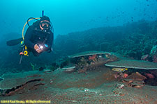 diver over plate coral