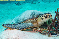 green sea turtle