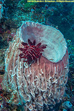 barrel sponge