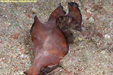 flatworm