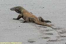 komodo dragon