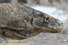 komodo dragon closeup