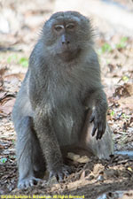 macaque