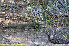 komodo nest