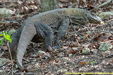 komodo dragon