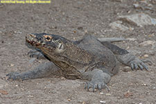 komodo dragon