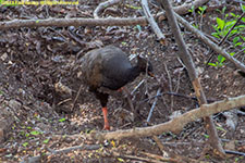 megapode bird