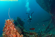 diver on wreck