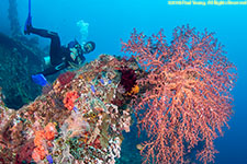 diver on wreck