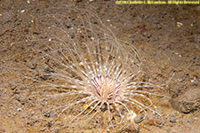 cerianthid