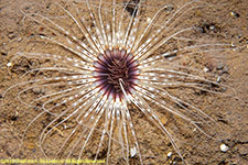 cerianthid