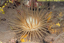 cerianthid