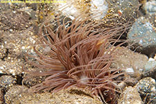 cerianthid