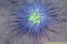 cerianthid