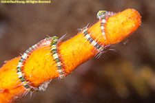 brittle star