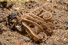 crinoid