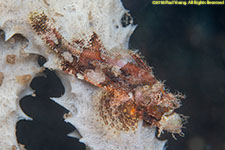 scorpionfish