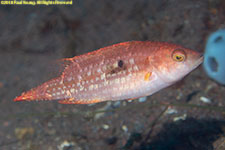 wrasse