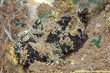 frogfish