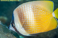 butterflyfish