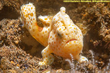 frogfish